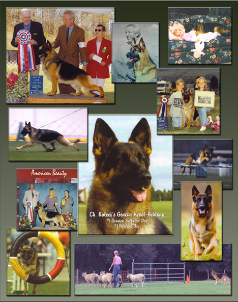 Breeders of Quality German Shepherds